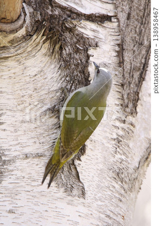 灰頭啄木鳥 ♀ 啄木鳥 山啄木鳥、山青啄木鳥 北海道野鳥 灰頭啄木鳥 ♀ 啄木鳥 山啄木鳥、山青啄木鳥 北海道野鳥 138958467