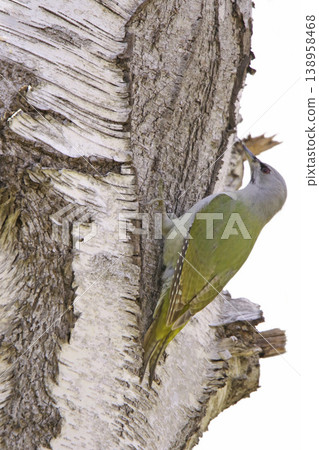 Grey-headed Woodpecker ♀ Woodpecker Mountain Woodpecker, Mountain Green Woodpecker Wild Bird in Hokkaido Grey-headed Woodpecker ♀ Woodpecker Mountain Woodpecker, Mountain Green Woodpecker Wild Bird in Hokkaido 138958468