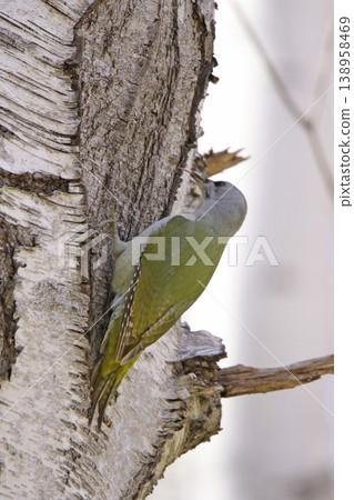 灰頭啄木鳥 ♀ 啄木鳥 山啄木鳥、山青啄木鳥 北海道野鳥 灰頭啄木鳥 ♀ 啄木鳥 山啄木鳥、山青啄木鳥 北海道野鳥 138958469