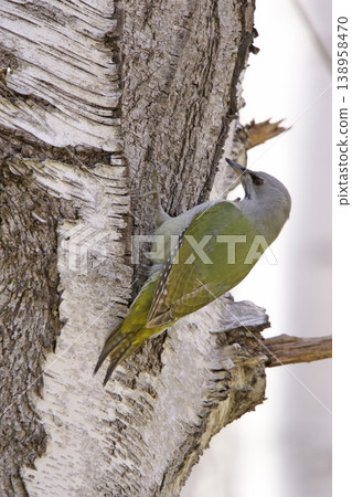 Grey-headed Woodpecker ♀ Woodpecker Mountain Woodpecker, Mountain Green Woodpecker Wild Bird in Hokkaido Grey-headed Woodpecker ♀ Woodpecker Mountain Woodpecker, Mountain Green Woodpecker Wild Bird in Hokkaido 138958470