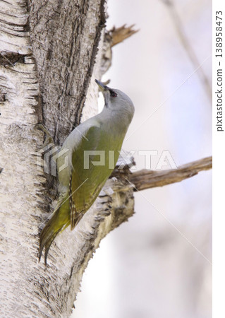 灰頭啄木鳥 ♀ 啄木鳥 山啄木鳥、山青啄木鳥 北海道野鳥 灰頭啄木鳥 ♀ 啄木鳥 山啄木鳥、山青啄木鳥 北海道野鳥 138958473
