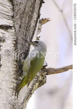灰頭啄木鳥 ♀ 啄木鳥 山啄木鳥、山青啄木鳥 北海道野鳥 138958476