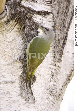 Grey-headed Woodpecker ♀ Woodpecker Mountain Woodpecker, Mountain Green Woodpecker Wild Bird in Hokkaido Grey-headed Woodpecker ♀ Woodpecker Mountain Woodpecker, Mountain Green Woodpecker Wild Bird in Hokkaido 138958479