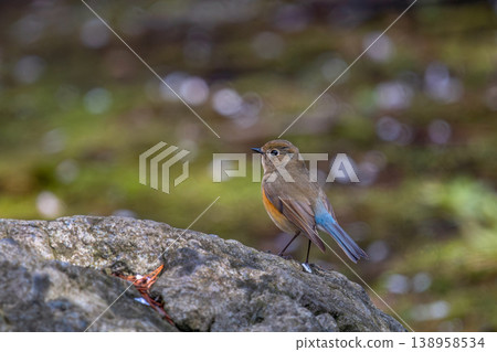 一隻西伯利亞藍知更鳥棲息在岩石上。 138958534