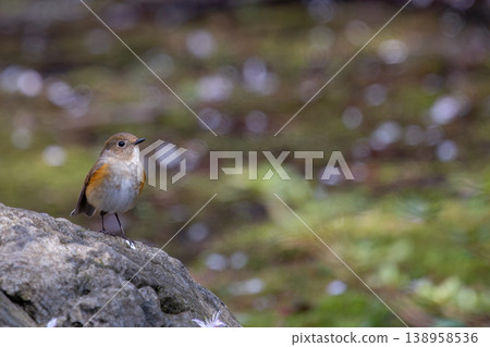 A Siberian Blue Robin perched on a rock. A Siberian Blue Robin perched on a rock. 138958536