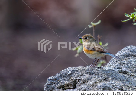 A Siberian Blue Robin perched on a rock. A Siberian Blue Robin perched on a rock. 138958539