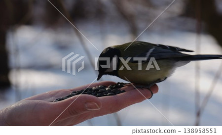 Woman feeding cute tit bird to sunflower seeds at snowy woodland. Beautiful tomtit pecking food from female hand at winter forest. Small titmouse eating meal from arm of young girl at snow park 138958551