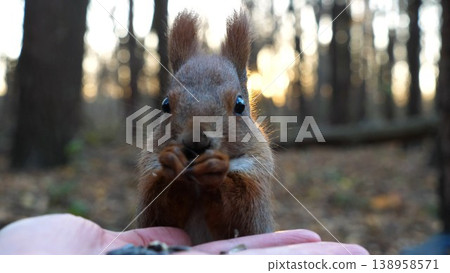 Cute rodent eating food from hand of young girl at forest. Wild fluffy squirrel taking sunflower seeds from female arm and gnawing it. Woman feeding hungry small sciurus against sunset at background 138958571