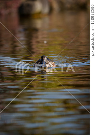 Duck swimming gracefully 138958596