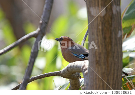 Miyama jay jay Hokkaido wild bird 138958621