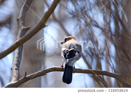 Miyama jay jay Hokkaido wild bird Miyama jay jay Hokkaido wild bird 138958624