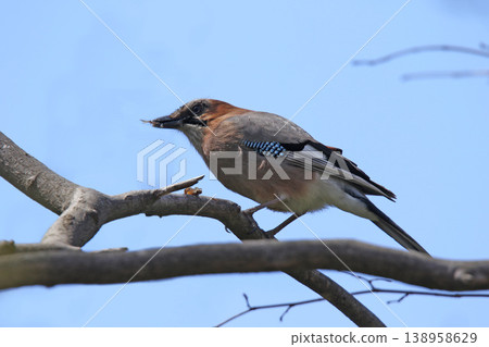 Miyama jay jay Hokkaido wild bird Miyama jay jay Hokkaido wild bird 138958629