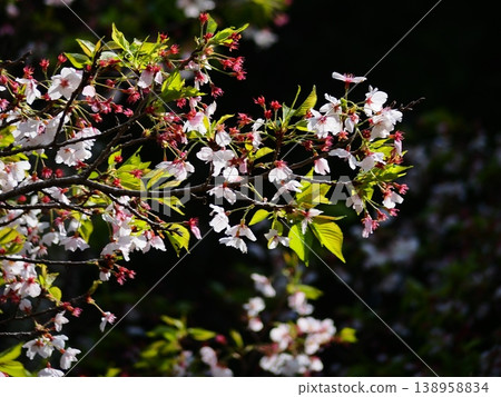 櫻花花期接近尾聲。 櫻花花期接近尾聲。 138958834