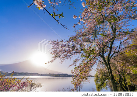 (Shizuoka Prefecture) Cherry blossoms blooming on the shores of Lake Tanuki, with Mount Fuji dazzling in the backlight. (Shizuoka Prefecture) Cherry blossoms blooming on the shores of Lake Tanuki, with Mount Fuji dazzling in the backlight. 138958835