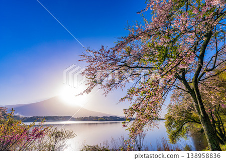 (Shizuoka Prefecture) Cherry blossoms blooming on the shores of Lake Tanuki, with Mount Fuji dazzling in the backlight. 138958836