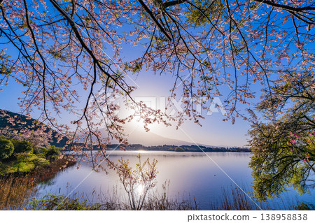 (Shizuoka Prefecture) Cherry blossoms blooming on the shores of Lake Tanuki, with Mount Fuji dazzling in the backlight. 138958838