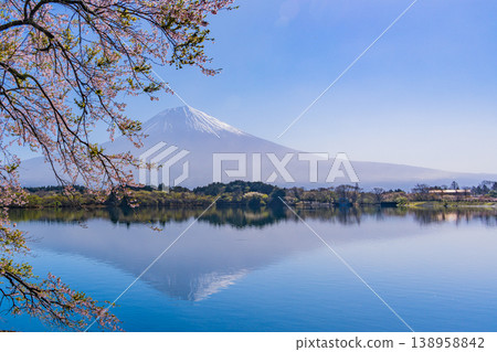 (Shizuoka Prefecture) Cherry blossoms blooming on the shores of Lake Tanuki, with Mount Fuji dazzling in the backlight. (Shizuoka Prefecture) Cherry blossoms blooming on the shores of Lake Tanuki, with Mount Fuji dazzling in the backlight. 138958842