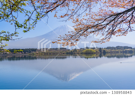 (Shizuoka Prefecture) Cherry blossoms blooming on the shores of Lake Tanuki, with Mount Fuji dazzling in the backlight. (Shizuoka Prefecture) Cherry blossoms blooming on the shores of Lake Tanuki, with Mount Fuji dazzling in the backlight. 138958843