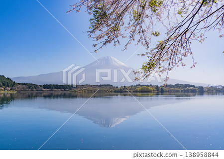 （靜岡縣）狸湖岸邊櫻花盛開，富士山在逆光下熠熠生輝。 138958844