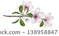 Watercolor painting of sakura, cherry and almond flowers. Blooming branch of pink flowers in spring. Hand drawn watercolor drawing on isolated white background. Clip art botanical illustration. For 138958847