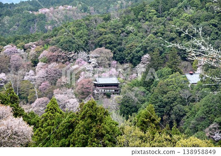 Cherry blossoms at Yoshino Mountain, part of the World Heritage Site "Sacred Sites and Pilgrimage Routes in the Kii Mountain Range". Cherry blossoms at Yoshino Mountain, part of the World Heritage Site "Sacred Sites and Pilgrimage Routes in the Kii Mountain Range". 138958849