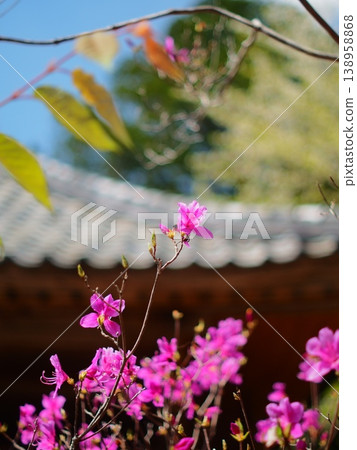 禪住禪寺的網紋杜鵑 禪住禪寺的網紋杜鵑 138958868