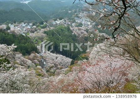 吉野山的櫻花,吉野山是世界遺產「紀伊山脈的聖地和朝聖之路」的一部分。 吉野山的櫻花,吉野山是世界遺產「紀伊山脈的聖地和朝聖之路」的一部分。 138958976