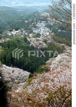 Cherry blossoms at Yoshino Mountain, part of the World Heritage Site "Sacred Sites and Pilgrimage Routes in the Kii Mountain Range". Cherry blossoms at Yoshino Mountain, part of the World Heritage Site "Sacred Sites and Pilgrimage Routes in the Kii Mountain Range". 138958982