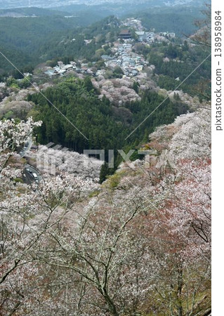 吉野山的櫻花,吉野山是世界遺產「紀伊山脈的聖地和朝聖之路」的一部分。 吉野山的櫻花,吉野山是世界遺產「紀伊山脈的聖地和朝聖之路」的一部分。 138958984