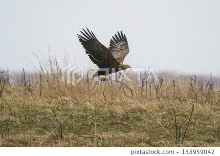 White-tailed eagles flying over the wilderness along the coastline of eastern Hokkaido. Wild birds of prey. White-tailed eagles flying over the wilderness along the coastline of eastern Hokkaido. Wild birds of prey. 138959042