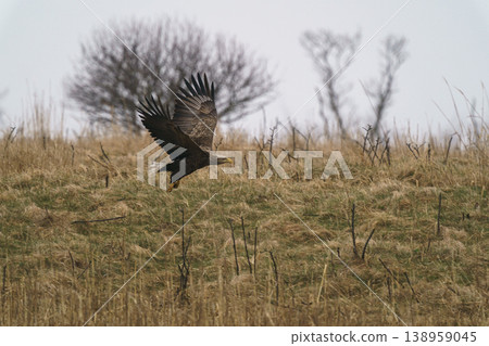 White-tailed eagles flying over the wilderness along the coastline of eastern Hokkaido. Wild birds of prey. 138959045