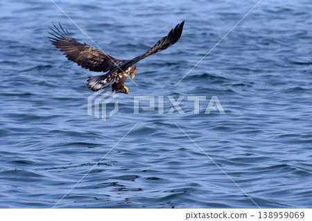 White-tailed eagle 138959069