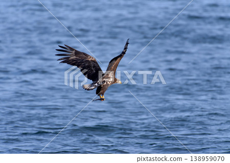 White-tailed rooster White-tailed rooster 138959070