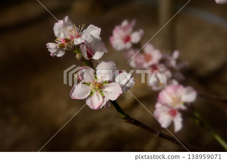 Almond flower Almond flower 138959071