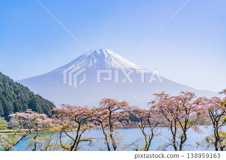 (Shizuoka Prefecture) Cherry blossoms blooming on the shores of Lake Tanuki, with Mount Fuji dazzling in the backlight. (Shizuoka Prefecture) Cherry blossoms blooming on the shores of Lake Tanuki, with Mount Fuji dazzling in the backlight. 138959163