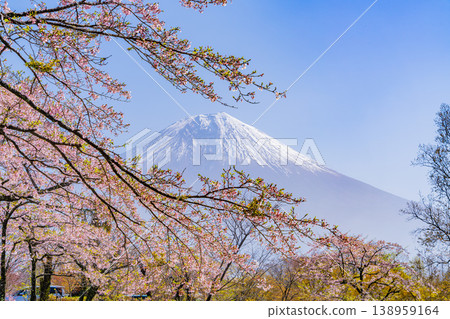 (Shizuoka Prefecture) Cherry blossoms blooming on the shores of Lake Tanuki, with Mount Fuji dazzling in the backlight. (Shizuoka Prefecture) Cherry blossoms blooming on the shores of Lake Tanuki, with Mount Fuji dazzling in the backlight. 138959164