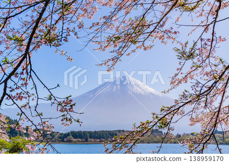 (Shizuoka Prefecture) Cherry blossoms blooming on the shores of Lake Tanuki, with Mount Fuji dazzling in the backlight. 138959170