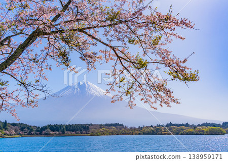 (Shizuoka Prefecture) Cherry blossoms blooming on the shores of Lake Tanuki, with Mount Fuji dazzling in the backlight. 138959171