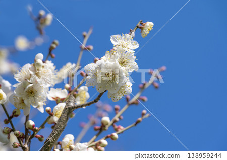 White plum shining in the blue sky White plum shining in the blue sky 138959244