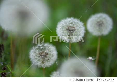 蓬鬆的蒲公英絨毛 138959247
