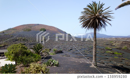 Lanzarote La Geria volcanic vineyard with palm tree 138959280
