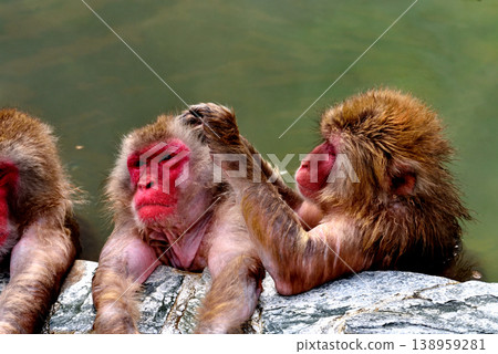 Hot spring monkey Hot spring monkey 138959281