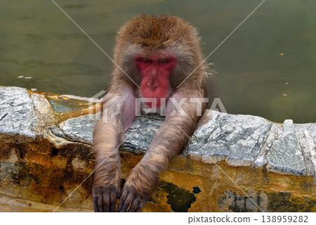 Hot spring monkey Hot spring monkey 138959282