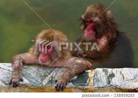 Hot spring monkey Hot spring monkey 138959283