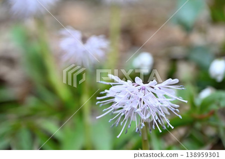Primula japonica flowers blooming at Myohoji Temple (Nagaoka City, Niigata Prefecture) 138959301