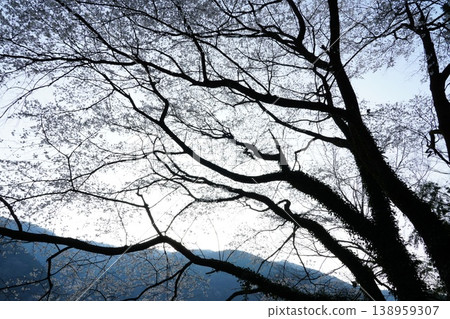 清晨的天空,櫻花盛開。 清晨的天空,櫻花盛開。 138959307