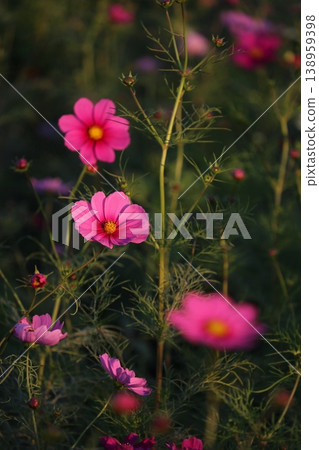 Pink cosmos Pink cosmos 138959398