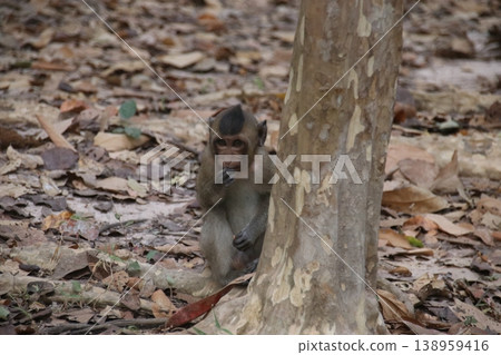 幼年食蟹獼猴 幼年食蟹獼猴 138959416