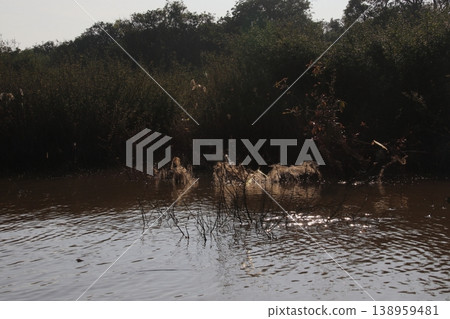 Tonle Sap Lake Tonle Sap Lake 138959481