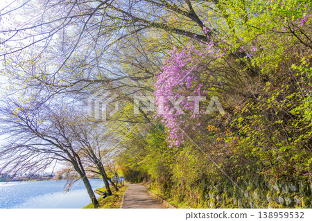 (Shizuoka Prefecture) Purple azaleas blooming on the shores of Lake Tanuki in spring 138959532